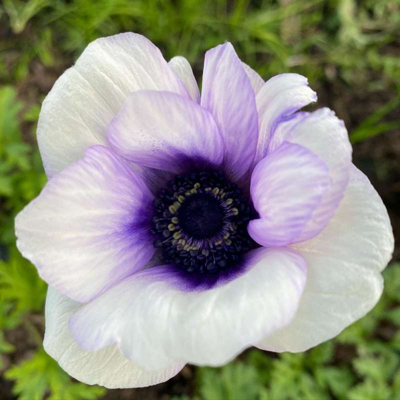 Anemone 'Rainbow Blue & White'
